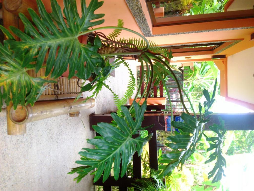 Inn On The Park Nationalpark Nationalpark Manuel Antonio Exterior foto