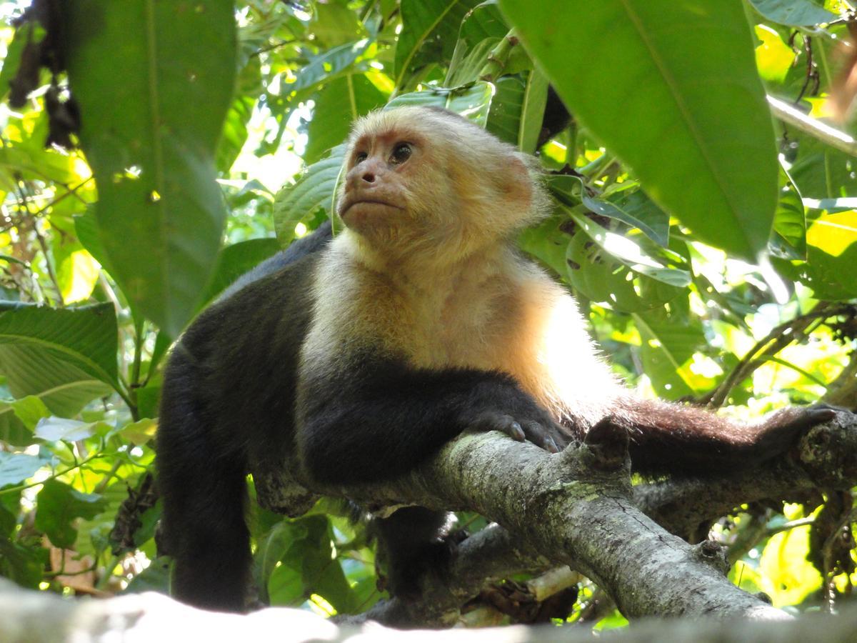 Inn On The Park Nationalpark Nationalpark Manuel Antonio Exterior foto