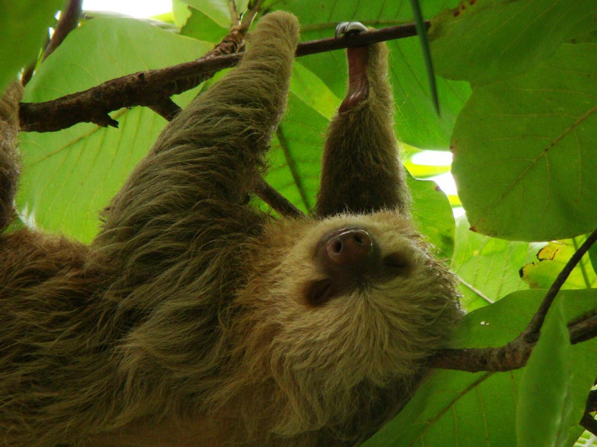 Inn On The Park Nationalpark Nationalpark Manuel Antonio Exterior foto